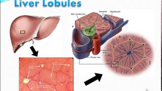 Liver Function test Part I تحاليل وظائف الكبد [upl. by Sokram]