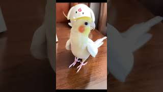 Baby cocktail funny and singing new cocktail birds funny singing viralvideo viralshort [upl. by Assirralc]