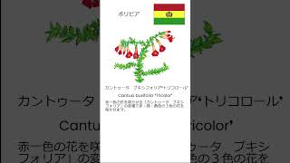 世界の国花とぎどき国樹（南米編）後半 かぎけん花図鑑 Shorts [upl. by Shere662]