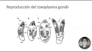 toxoplasma gondii [upl. by Kalagher]