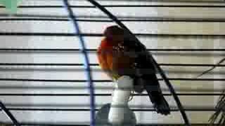 male strawberry finch song [upl. by Wagshul]