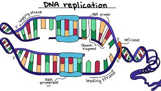 la réplication de lADN génétique 🧬🧪 L2شرح بالعربية [upl. by Caravette103]