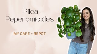 All about my Pilea Peperomioides Plant Care tips and Repotting [upl. by Narok]