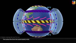 Tricellular circulation [upl. by Leinadnhoj]