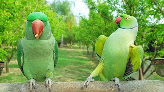 Smart and Funny Parrot Greeting Parrot [upl. by Ahsir]