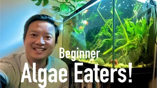 ALGAE Eater Fish for BEGINNERS [upl. by Leoine]