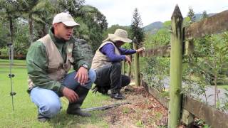 ¿Cómo sembrar un seto de eugenios  Terra Prados y Jardines [upl. by Dryden]