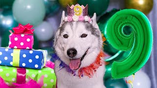 Happy Birthday Memphis The Husky 🎂 9 Years Old  My Dogs Birthday [upl. by Arnon]