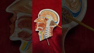 Brain Sagittal Section  shorts shortsindian brainanatomy shortsyoutubeindia anatomy yt [upl. by Dolph762]