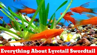 Everything About Lyretail Swordtail [upl. by Uela]