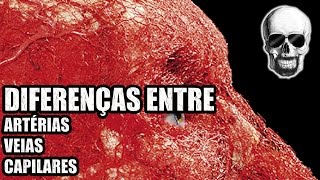 Vídeo Aula 135  Sistema Circulatório Diferenças entre as Artérias as Veias e os Capilares [upl. by Zaslow]