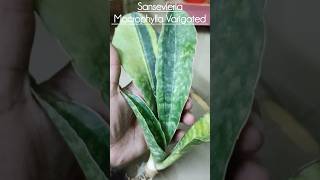 Sansevieria Macrophylla Varigated garden plants decor healthy viralshort trendingshorts yt [upl. by Allanson]