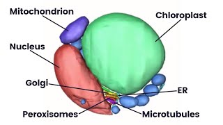 Structure and function of the mitochondrion [upl. by Fusuy863]