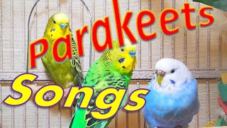 Happy Parakeets Singing Playing Eating Budgies Chirping Reduce Stress of lonely Birds Video shorts [upl. by Ettennaj327]