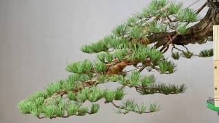 Cascade Style Bonsai Timelapse [upl. by Halonna429]