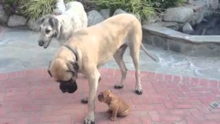 Wolfhound Mastiff and Bulldog Puppy [upl. by Yssep513]