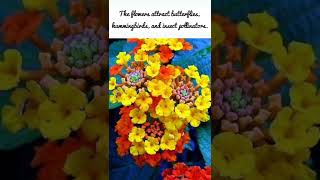 Lantana What You Need to Know about the Plantlantana [upl. by Arayt]