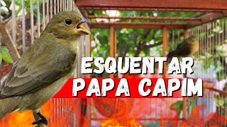 🔥Piado de fêmea de papa capim 🔥 esquentar papa capim frio🔥 fêmea de papa capim esquentar papa capim🔥 [upl. by Doley]