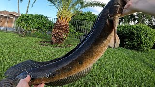 SOUTH FLORIDA SNAKEHEAD FISHING [upl. by Euqinwahs]