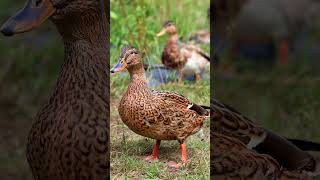 Ducks quaking sounds  Duck sound effects shorts short shortvideo [upl. by Joy]