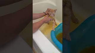 How to Give a Kitten a Sulphur Lime Dip the Easy Way ringworm [upl. by Kei472]