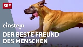 Der Hund – der beste Freund des Menschen  Einstein  SRF Wissen [upl. by Netsirt]