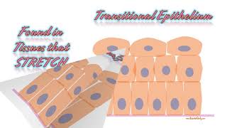 Tissues Histology Slides Tutorial for anatomy tissues practical exam [upl. by Schonfeld]