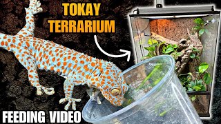 FEEDING ALL MY TOKAY GECKOS  UPGRADED TERRARIUM UPDATE [upl. by Rosanne199]