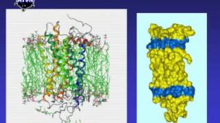 RODOPSYNA Receptory GPCR opioidowe [upl. by Etezzil]