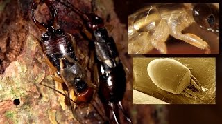 Earwig Forficula auricularia and its mite Histiostoma polypori [upl. by Darrelle]