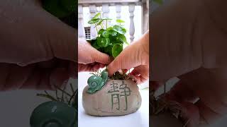 Recycle cup for planting flower in in office so beautiful garden plants flower diy amazing [upl. by Server]