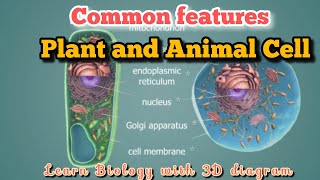 PLANT AND ANIMALS COMMON CELLS  EDUPOINT PATHSHALA  BIOLOGY ANIMATION [upl. by Adnomar]