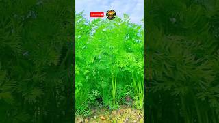 carrot growing growing carrot shortsvideo amazing [upl. by Ilanos]