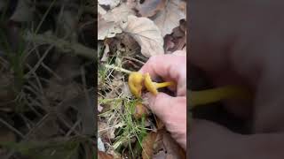 Harvesting chanterelles mushrooms in a forest mushrooms shorts highlights youtubeshorts [upl. by Esina362]