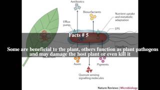 Phyllosphere Top  10 Facts [upl. by Nalyac]