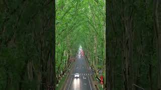 Beautiful TreeLined Road in Nanjing China 🇨🇳 shorts china nanjingroad [upl. by Jamilla]