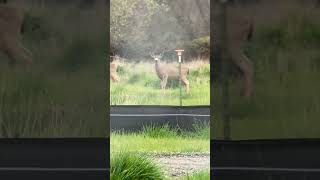 Animal Moments  Deer Senses a Disturbance in the Force as it Stares Back [upl. by Tnahsin]