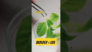 Biology😻Biology is life  Biology practicalPractical biologyBiology inbooks Biology in practical [upl. by Collis532]