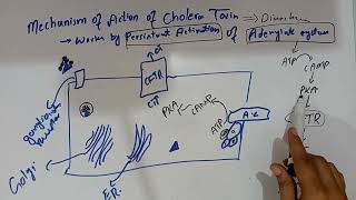 Mechanism Of Action Of Cholera Toxin Cell Biochemistry MBBS 1st Year [upl. by Ahsiniuq]