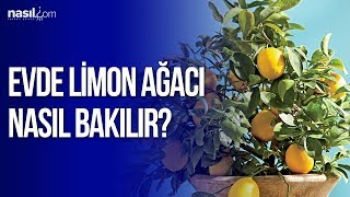 Evde Limon Ağacı Nasıl Bakılır  Nasilcom [upl. by Inalan]