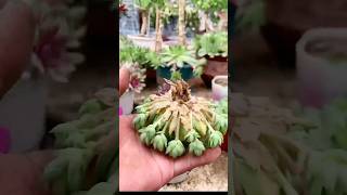 Succulent Tips Repotting succulents 🪴 shorts [upl. by Narba]