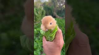 A little rabbit in the palm of your hand Cute pet debut plan Rabbit Rural cute pet [upl. by Arnold762]