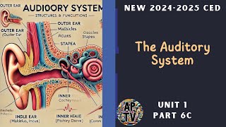 🎯The Auditory System  AP Psychology🎯 [upl. by Whang]