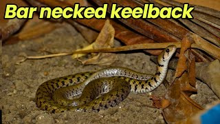 Bar necked keelback snake  Kramers keelback water snake snake [upl. by Llejk725]