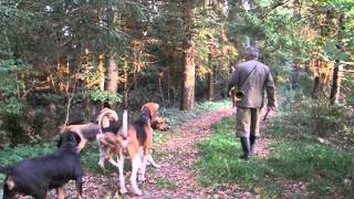 Fox hunting with dogs [upl. by Treboh]