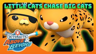 Octonauts Above amp Beyond  🛻 Searching for Giant Cats 🦁  Compilation  Octonauts​ [upl. by Moshell]