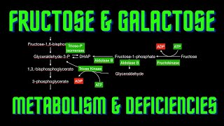 USMLE Step 1 Lesson 60  Fructose and Galactose metabolism and deficiencies [upl. by Landre]