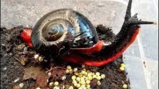 5 CURIOSIDADES INCREIBLES SOBRE EL CARACOL VOLCÁNICO [upl. by Inness172]