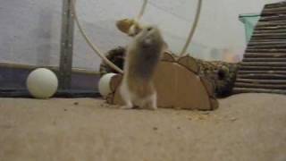 Roborovski Hamster Theresa peanut challenge  Beschäftigungstherapie [upl. by Brottman]