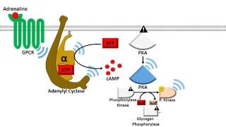 Adenylyl Cyclase Dependent Pathway  Fast Response [upl. by Stegman]